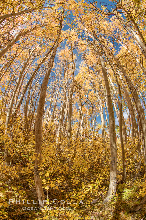 Aspen Trees and Sierra Nevada Fall Colors, Bishop Creek Canyon. Bishop Creek Canyon, Sierra Nevada Mountains, California, USA, Populus tremuloides, natural history stock photograph, photo id 36451