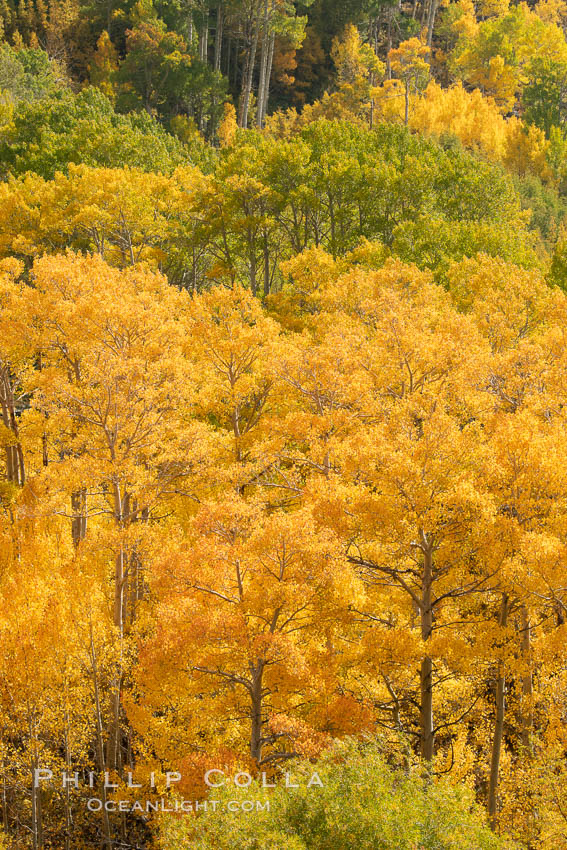 Aspen Trees and Sierra Nevada Fall Colors, Bishop Creek Canyon. Bishop Creek Canyon, Sierra Nevada Mountains, California, USA, Populus tremuloides, natural history stock photograph, photo id 36455