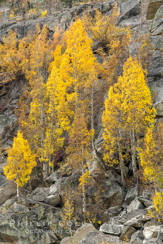 Aspen Trees and Sierra Nevada Fall Colors, Bishop Creek Canyon, Populus tremuloides, Bishop Creek Canyon, Sierra Nevada Mountains Aspen Trees and Sierra Nevada Fall Colors, Bishop Creek Canyon, Populus tremuloides, Bishop Creek Canyon, Sierra Nevada Mountains