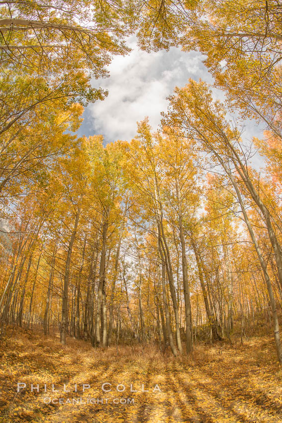 Aspen Trees and Sierra Nevada Fall Colors, Bishop Creek Canyon, Populus tremuloides, Bishop Creek Canyon, Sierra Nevada Mountains