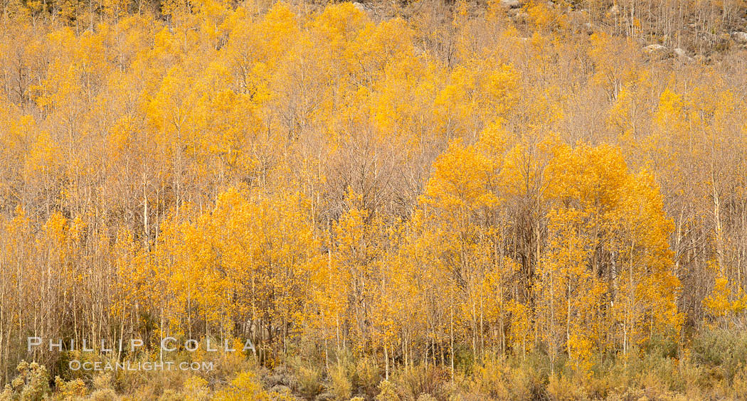 Aspen Trees and Sierra Nevada Fall Colors, Bishop Creek Canyon. Bishop Creek Canyon, Sierra Nevada Mountains, California, USA, Populus tremuloides, natural history stock photograph, photo id 36449