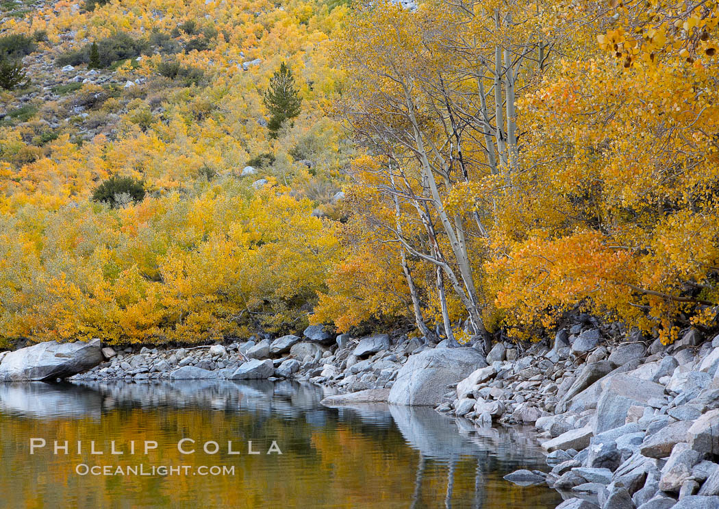 Aspen trees display Eastern Sierra fall colors, Lake Sabrina, Bishop Creek Canyon. Bishop Creek Canyon, Sierra Nevada Mountains, California, USA, Populus tremuloides, natural history stock photograph, photo id 17510