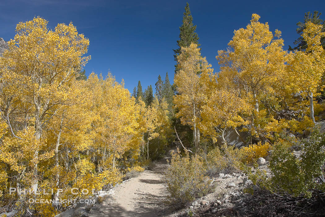 Aspen trees display Eastern Sierra fall colors, Lake Sabrina, Bishop Creek Canyon., Populus tremuloides, natural history stock photograph, photo id 17514