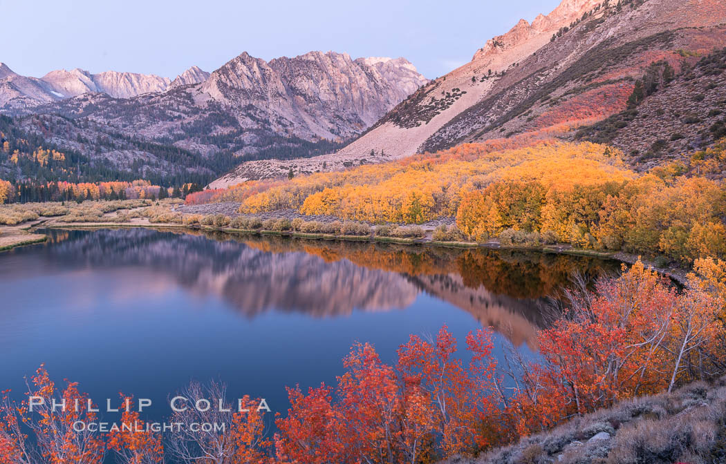 Sierra Nevada fall colors in soft predawn light, North Lake, Bishop Creek Canyon. Bishop Creek Canyon, Sierra Nevada Mountains, California, USA, Populus tremuloides, natural history stock photograph, photo id 36432