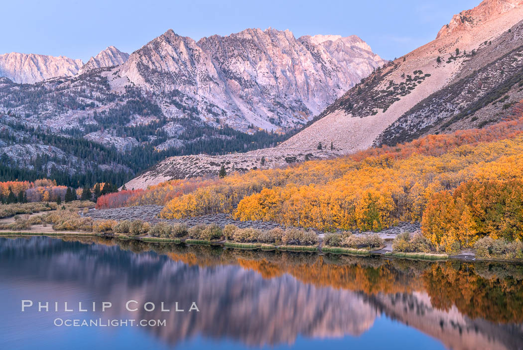 Sierra Nevada fall colors in soft predawn light, North Lake, Bishop Creek Canyon, Populus tremuloides, Bishop Creek Canyon, Sierra Nevada Mountains Sierra Nevada fall colors in soft predawn light, North Lake, Bishop Creek Canyon, Populus tremuloides, Bishop Creek Canyon, Sierra Nevada Mountains