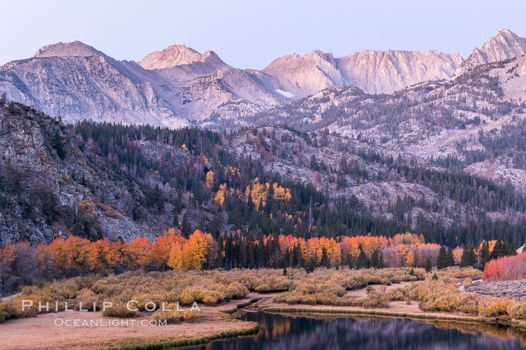 Sierra Nevada fall colors in soft predawn light, North Lake, Bishop Creek Canyon. Bishop Creek Canyon, Sierra Nevada Mountains, California, USA, Populus tremuloides, natural history stock photograph, photo id 36433