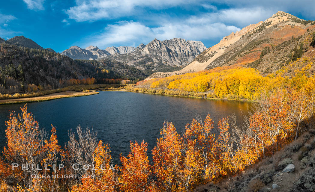 Sierra Nevada Fall Colors, North Lake, Bishop Creek Canyon. Bishop Creek Canyon, Sierra Nevada Mountains, California, USA, Populus tremuloides, natural history stock photograph, photo id 36437