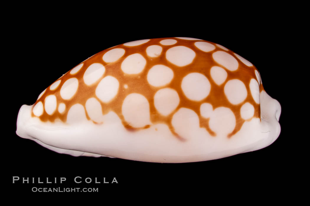 Sieve Cowrie., Cypraea cribraria, natural history stock photograph, photo id 07990