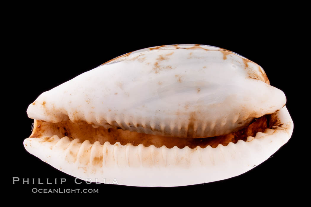 Sieve Cowrie., Cypraea cribraria, natural history stock photograph, photo id 08354