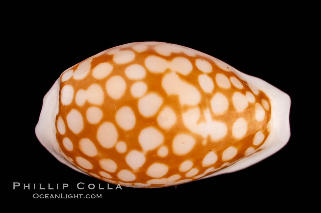 Sieve Cowrie., Cypraea cribraria comma, natural history stock photograph, photo id 08089