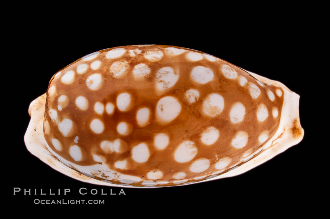 Sieve Cowrie., Cypraea cribraria, natural history stock photograph, photo id 08353