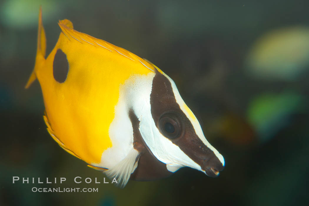 Onespot rabbitfish., Siganus unimaculatus, natural history stock photograph, photo id 12949