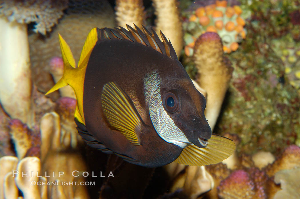 Bicolored foxface rabbitfish., Siganus uspi, natural history stock photograph, photo id 08898