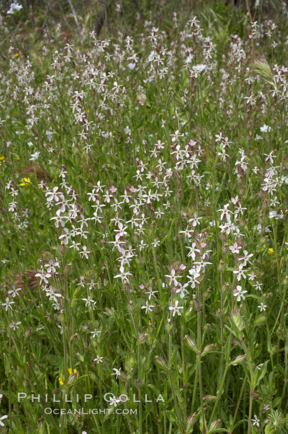 Windmill pink blooms in spring, Batiquitos Lagoon, Carlsbad. California, USA, Silene gallica, natural history stock photograph, photo id 11470