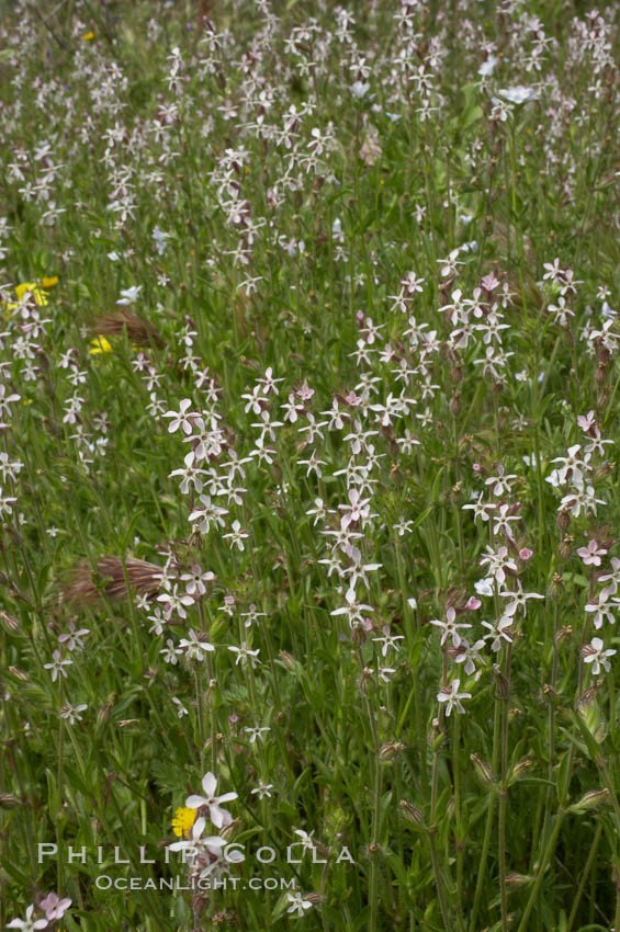 Windmill pink blooms in spring, Batiquitos Lagoon, Carlsbad. California, USA, Silene gallica, natural history stock photograph, photo id 11464