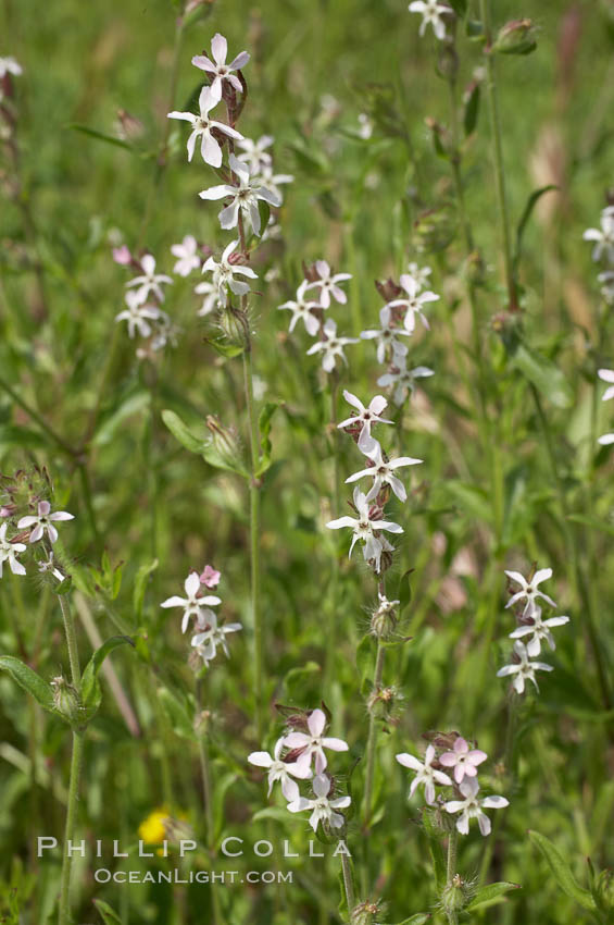 Windmill pink blooms in spring, Batiquitos Lagoon, Carlsbad. California, USA, Silene gallica, natural history stock photograph, photo id 11467