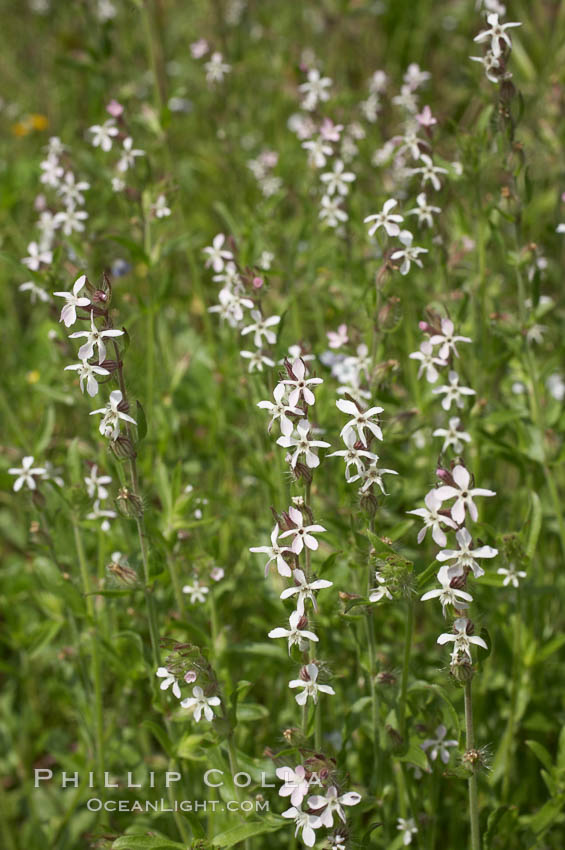 Windmill pink blooms in spring, Batiquitos Lagoon, Carlsbad. California, USA, Silene gallica, natural history stock photograph, photo id 11461