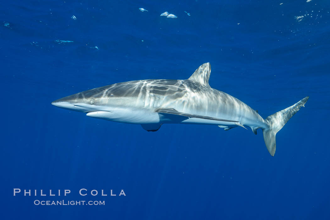 Silky Shark at San Benedicto Islands, Revillagigedos, Mexico. Socorro Island (Islas Revillagigedos), Baja California, Carcharhinus falciformis, natural history stock photograph, photo id 33314