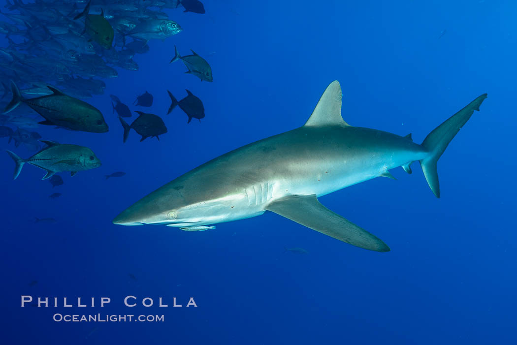 Silky Shark at San Benedicto Islands, Revillagigedos, Mexico. Socorro Island (Islas Revillagigedos), Baja California, Carcharhinus falciformis, natural history stock photograph, photo id 33318