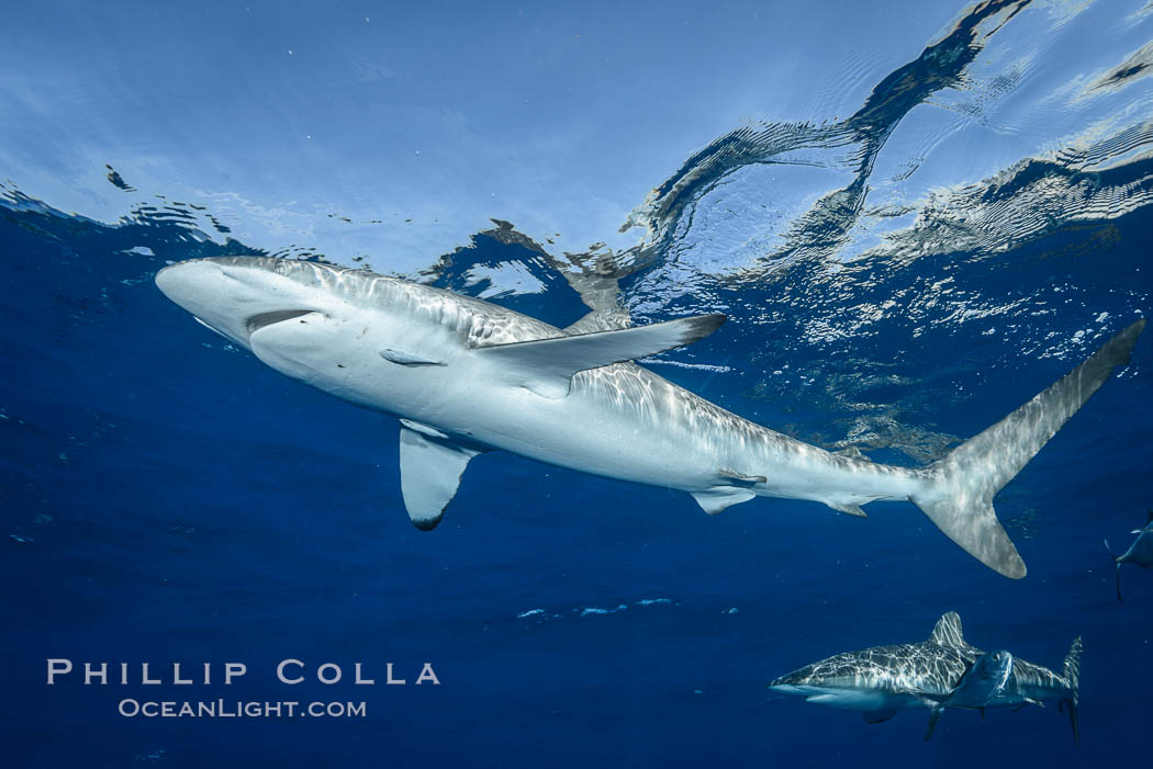 Silky Shark at San Benedicto Islands, Revillagigedos, Mexico. Socorro Island (Islas Revillagigedos), Baja California, Carcharhinus falciformis, natural history stock photograph, photo id 33326