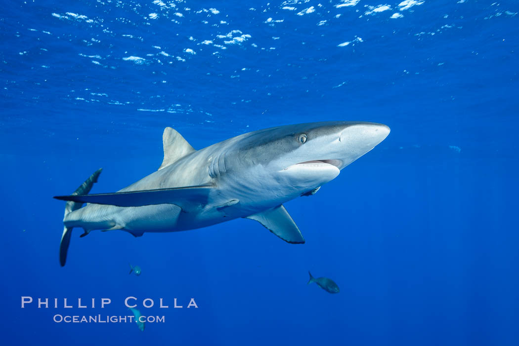 Silky Shark at San Benedicto Islands, Revillagigedos, Mexico. Socorro Island (Islas Revillagigedos), Baja California, Carcharhinus falciformis, natural history stock photograph, photo id 33330