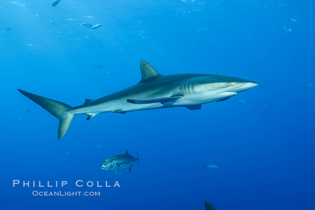 Silky Shark at San Benedicto Islands, Revillagigedos, Mexico. Socorro Island (Islas Revillagigedos), Baja California, Carcharhinus falciformis, natural history stock photograph, photo id 33334