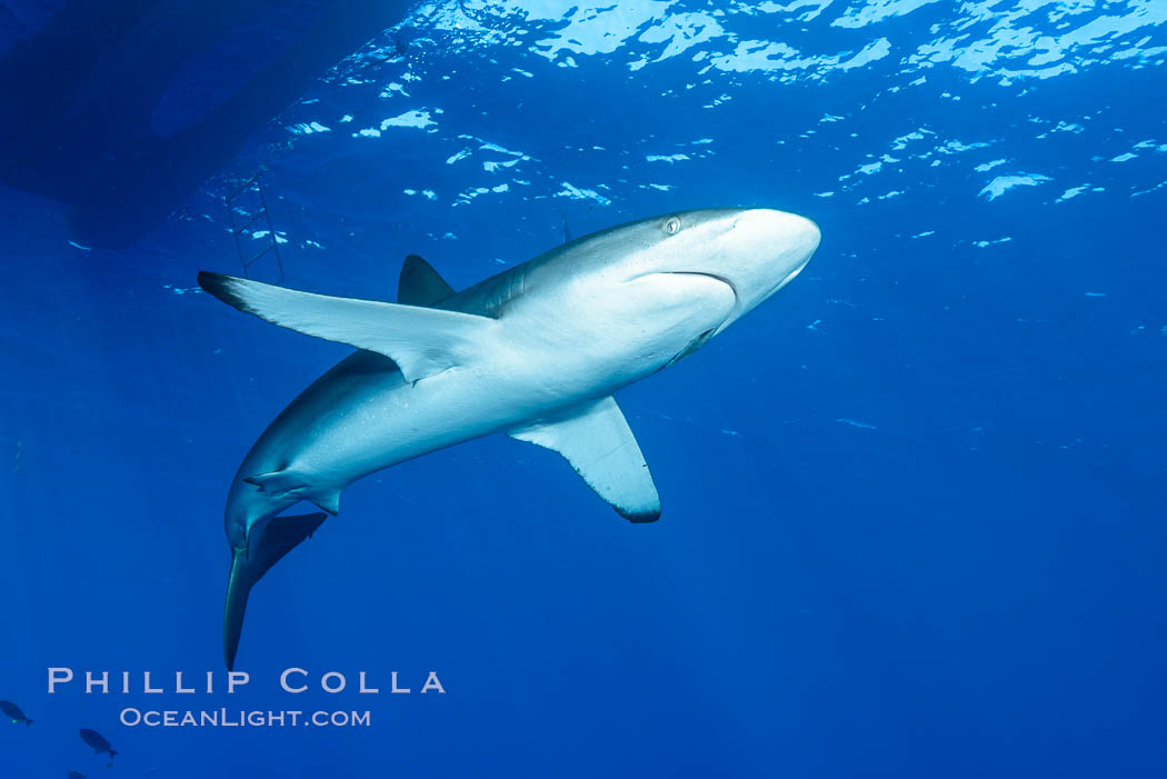 Silky Shark at San Benedicto Islands, Revillagigedos, Mexico. Socorro Island (Islas Revillagigedos), Baja California, Carcharhinus falciformis, natural history stock photograph, photo id 33338