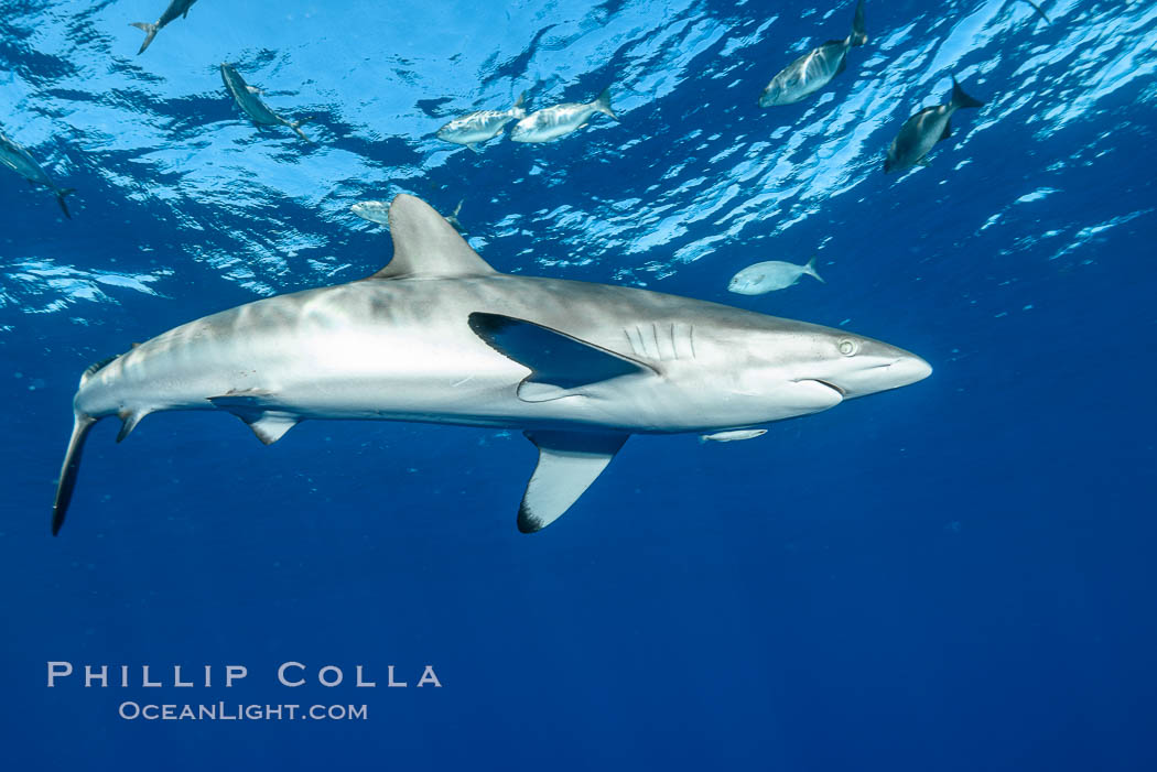 Silky Shark at San Benedicto Islands, Revillagigedos, Mexico. Socorro Island (Islas Revillagigedos), Baja California, Carcharhinus falciformis, natural history stock photograph, photo id 33342