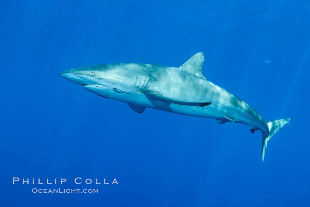 Silky Shark at San Benedicto Islands, Revillagigedos, Mexico. Socorro Island (Islas Revillagigedos), Baja California, Carcharhinus falciformis, natural history stock photograph, photo id 33346