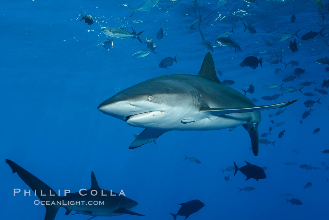 Silky Shark at San Benedicto Islands, Revillagigedos, Mexico. Socorro Island (Islas Revillagigedos), Baja California, Carcharhinus falciformis, natural history stock photograph, photo id 33312