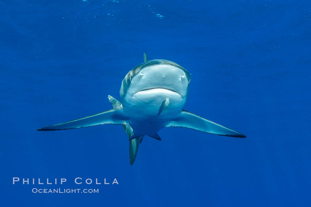 Silky Shark at San Benedicto Islands, Revillagigedos, Mexico. Socorro Island (Islas Revillagigedos), Baja California, Carcharhinus falciformis, natural history stock photograph, photo id 33320