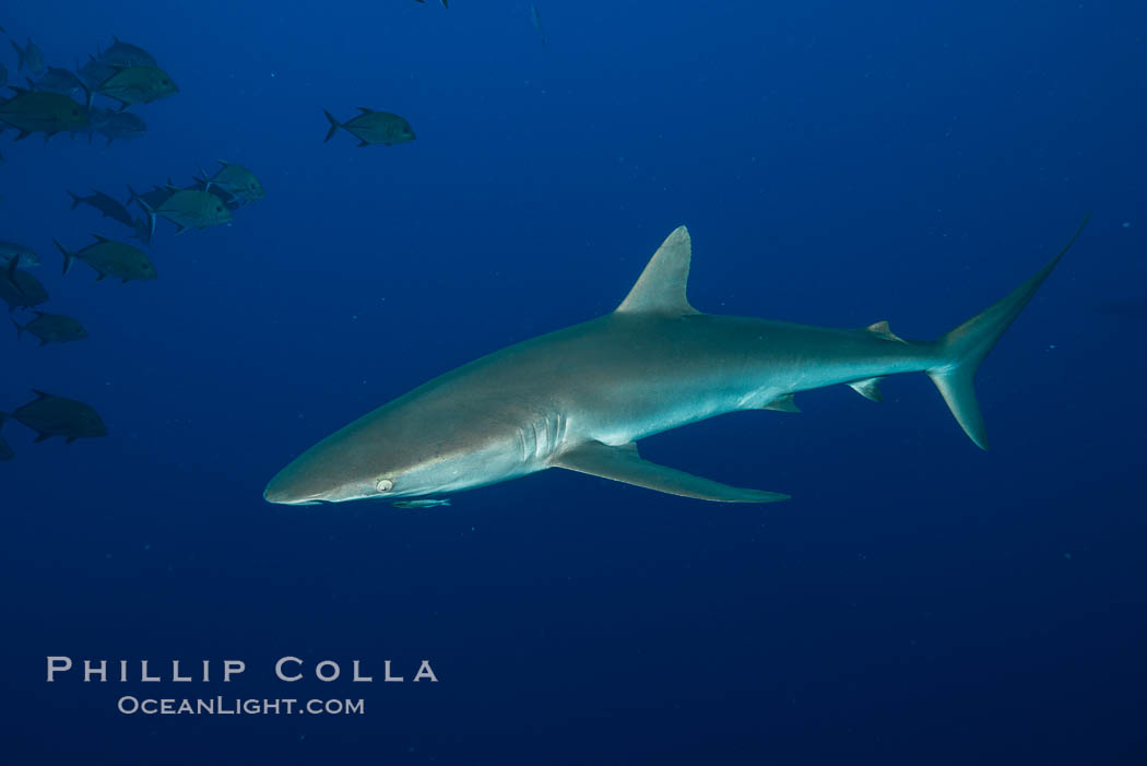 Silky Shark at San Benedicto Islands, Revillagigedos, Mexico. Socorro Island (Islas Revillagigedos), Baja California, Carcharhinus falciformis, natural history stock photograph, photo id 33332