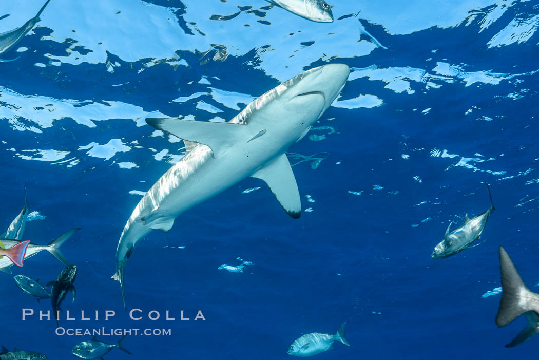 Silky Shark at San Benedicto Islands, Revillagigedos, Mexico. Socorro Island (Islas Revillagigedos), Baja California, Carcharhinus falciformis, natural history stock photograph, photo id 33340