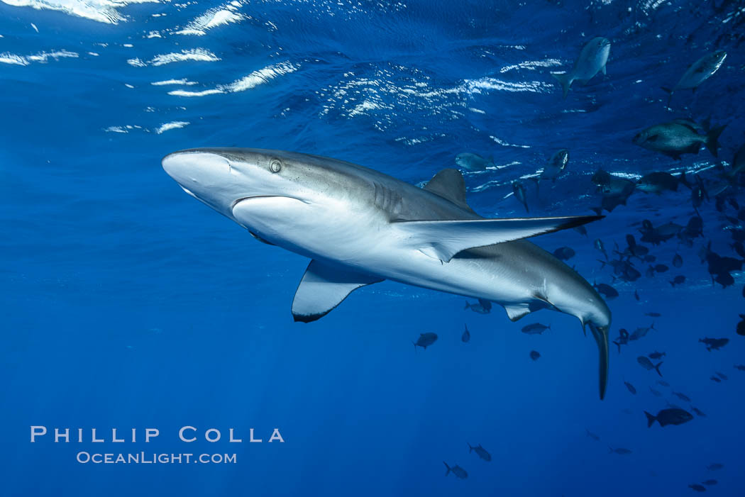 Silky Shark at San Benedicto Islands, Revillagigedos, Mexico. Socorro Island (Islas Revillagigedos), Baja California, Carcharhinus falciformis, natural history stock photograph, photo id 33311