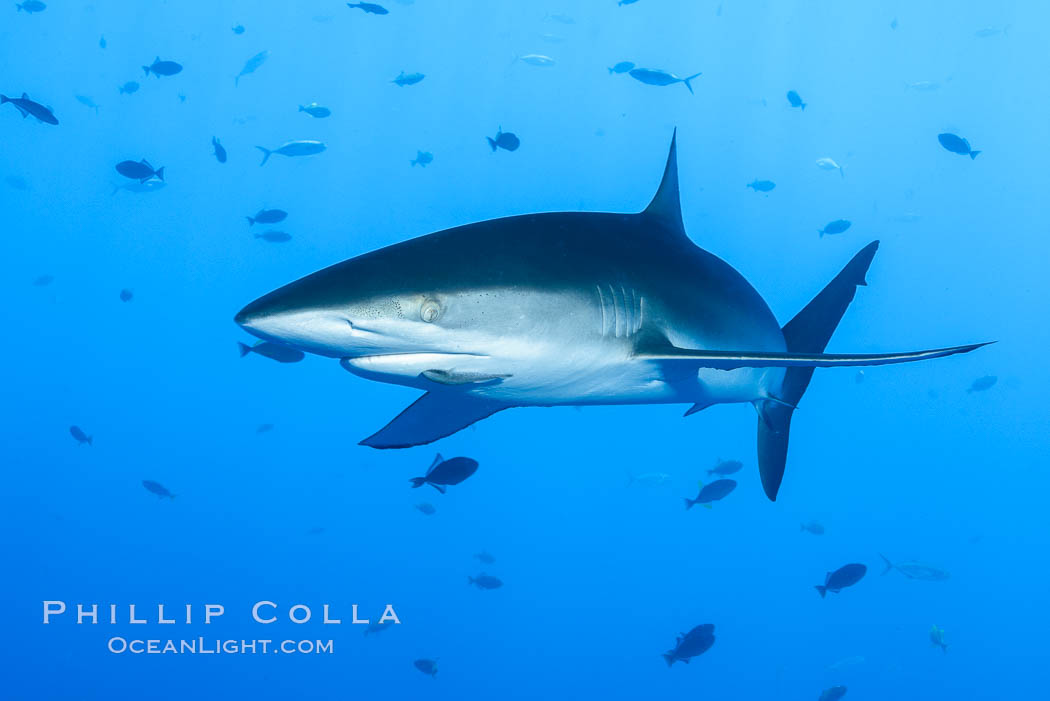 Silky Shark at San Benedicto Islands, Revillagigedos, Mexico. Socorro Island (Islas Revillagigedos), Baja California, Carcharhinus falciformis, natural history stock photograph, photo id 33315