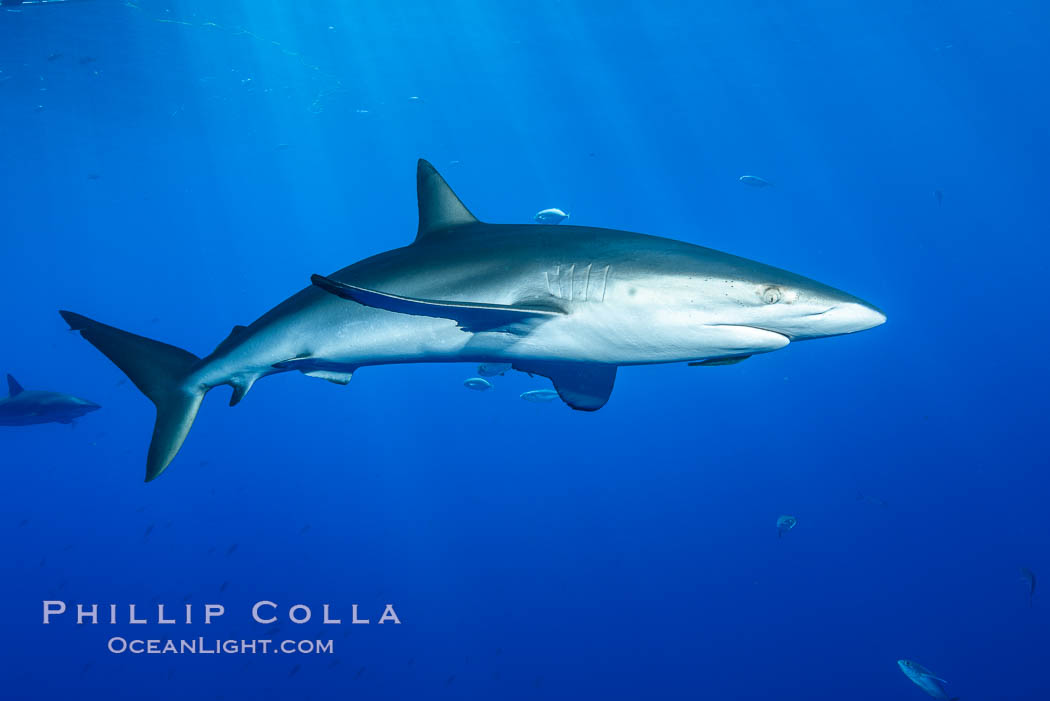 Silky Shark at San Benedicto Islands, Revillagigedos, Mexico. Socorro Island (Islas Revillagigedos), Baja California, Carcharhinus falciformis, natural history stock photograph, photo id 33319