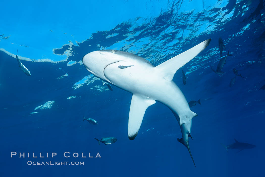 Silky Shark at San Benedicto Islands, Revillagigedos, Mexico. Socorro Island (Islas Revillagigedos), Baja California, Carcharhinus falciformis, natural history stock photograph, photo id 33323