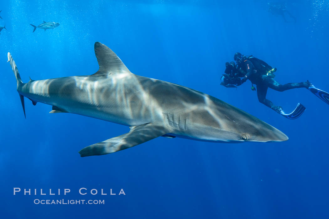 Silky Shark at San Benedicto Islands, Revillagigedos, Mexico. Socorro Island (Islas Revillagigedos), Baja California, Carcharhinus falciformis, natural history stock photograph, photo id 33331