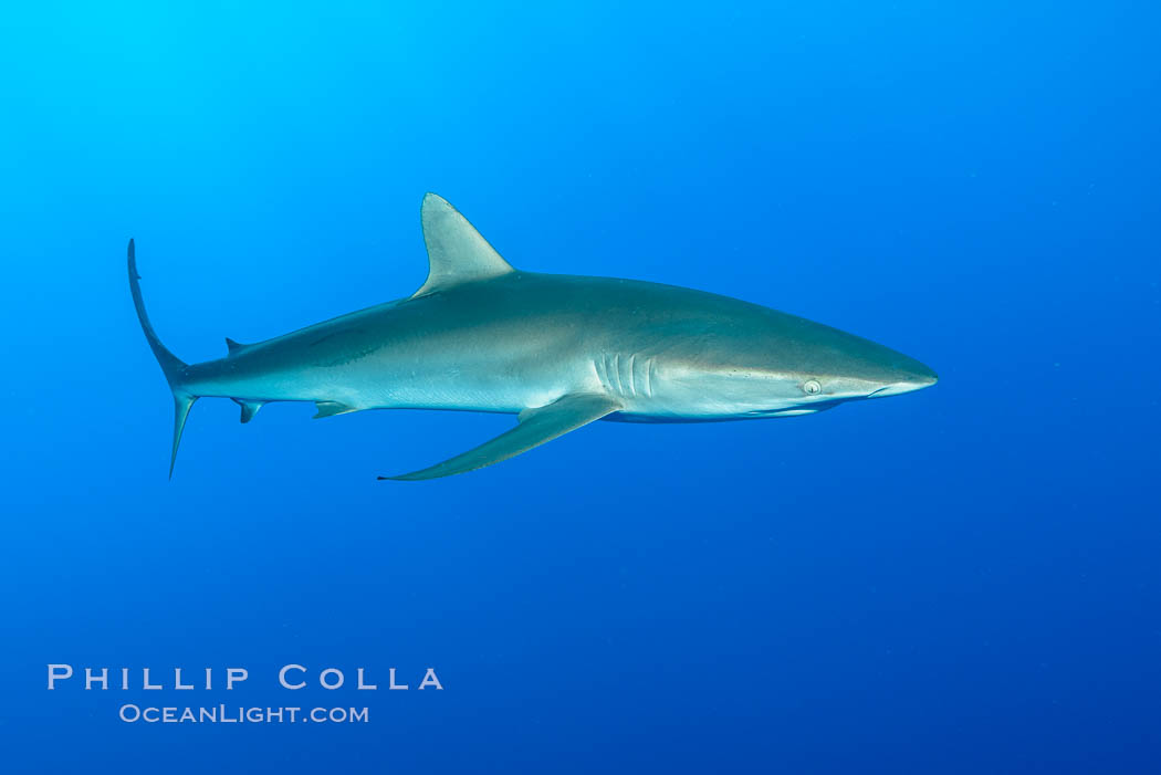 Silky Shark at San Benedicto Islands, Revillagigedos, Mexico. Socorro Island (Islas Revillagigedos), Baja California, Carcharhinus falciformis, natural history stock photograph, photo id 33335