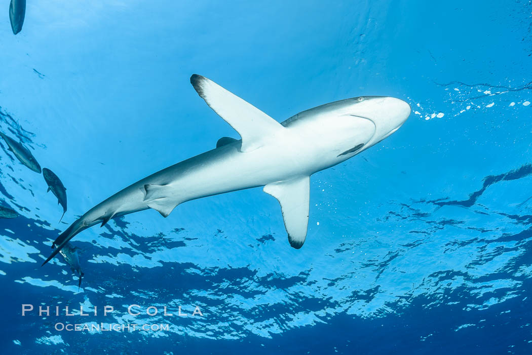 Silky Shark at San Benedicto Islands, Revillagigedos, Mexico. Socorro Island (Islas Revillagigedos), Baja California, Carcharhinus falciformis, natural history stock photograph, photo id 33339