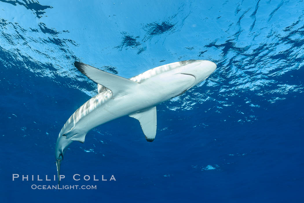 Silky Shark at San Benedicto Islands, Revillagigedos, Mexico. Socorro Island (Islas Revillagigedos), Baja California, Carcharhinus falciformis, natural history stock photograph, photo id 33343