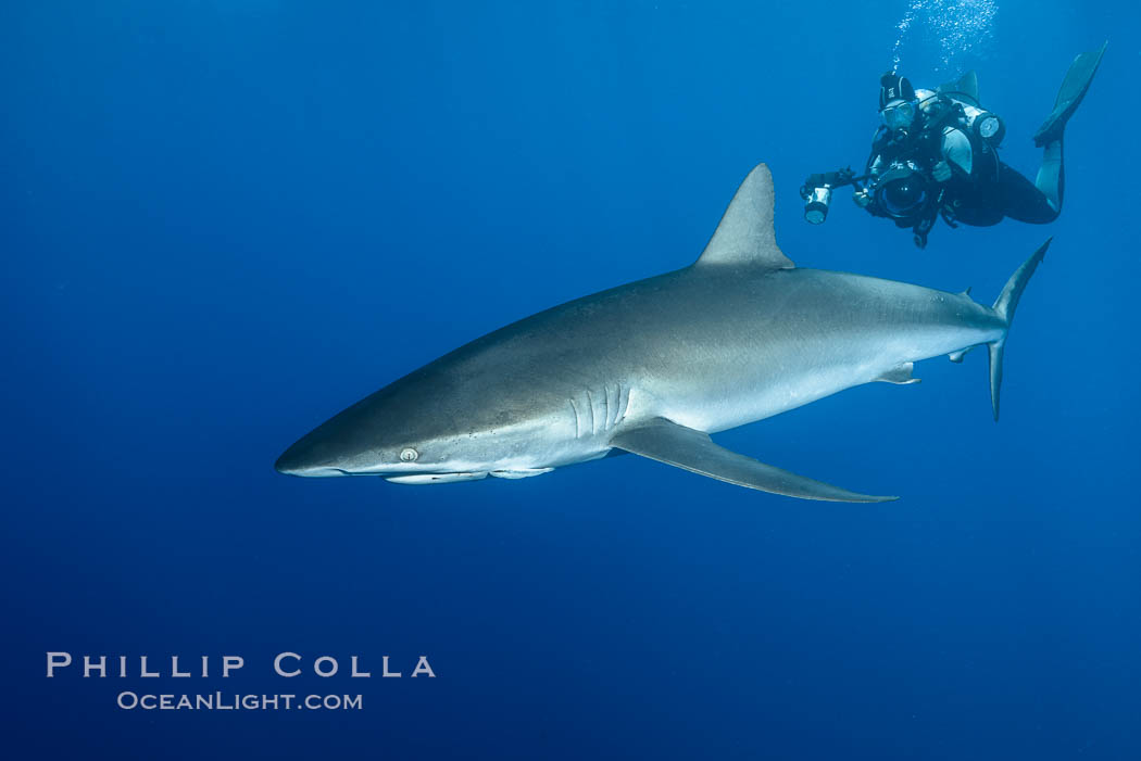 Silky Shark at San Benedicto Islands, Revillagigedos, Mexico. Socorro Island (Islas Revillagigedos), Baja California, Carcharhinus falciformis, natural history stock photograph, photo id 33317