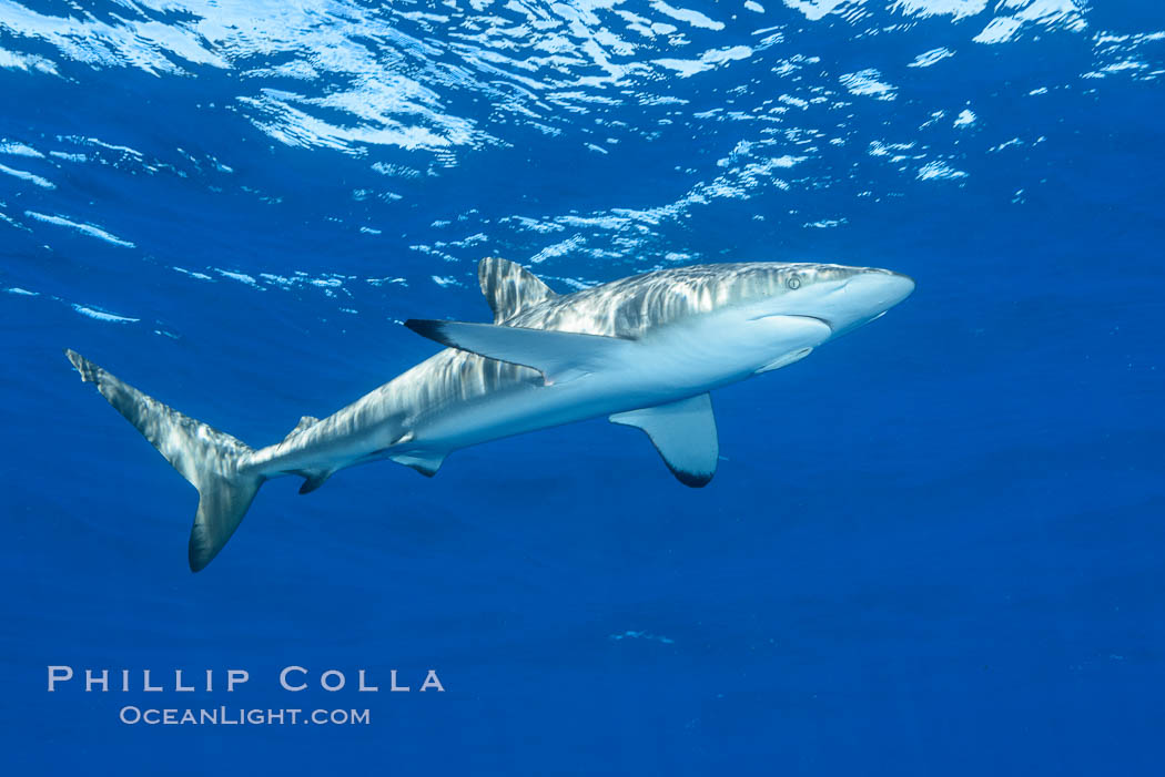 Silky Shark at San Benedicto Islands, Revillagigedos, Mexico. Socorro Island (Islas Revillagigedos), Baja California, Carcharhinus falciformis, natural history stock photograph, photo id 33321