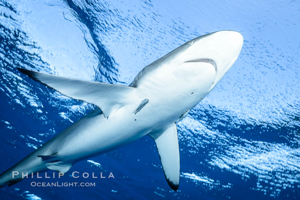 Silky Shark at San Benedicto Islands, Revillagigedos, Mexico. Socorro Island (Islas Revillagigedos), Baja California, Carcharhinus falciformis, natural history stock photograph, photo id 33329