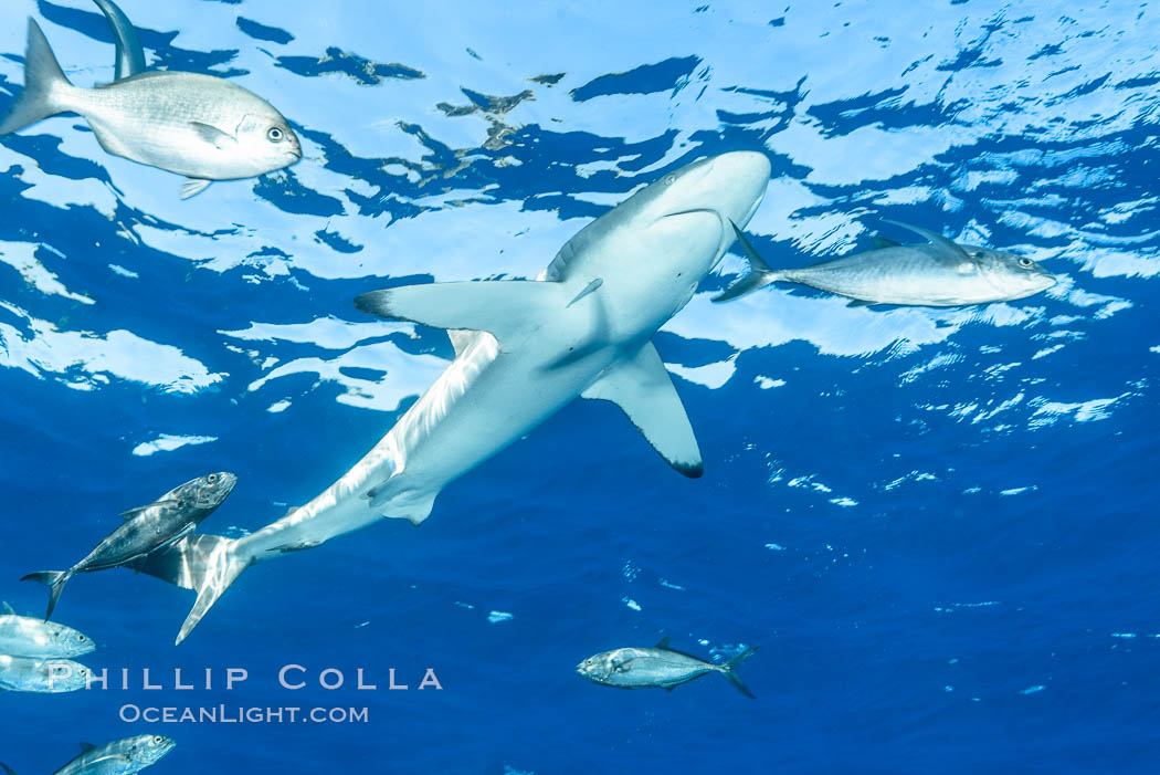 Silky Shark at San Benedicto Islands, Revillagigedos, Mexico. Socorro Island (Islas Revillagigedos), Baja California, Carcharhinus falciformis, natural history stock photograph, photo id 33341