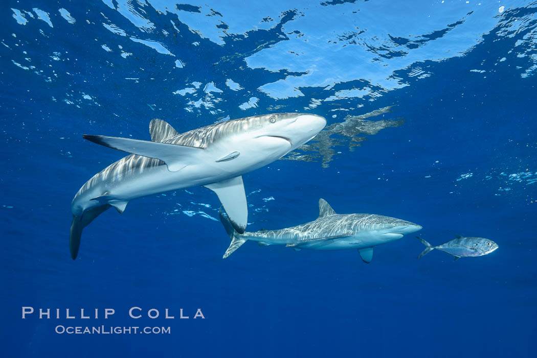 Silky Shark at San Benedicto Islands, Revillagigedos, Mexico. Socorro Island (Islas Revillagigedos), Baja California, Carcharhinus falciformis, natural history stock photograph, photo id 33345