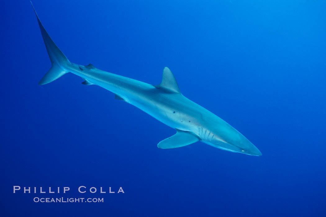 Silky shark, Socorro Island (Revilligigedos)., Carcharhinus falciformis, natural history stock photograph, photo id 03296