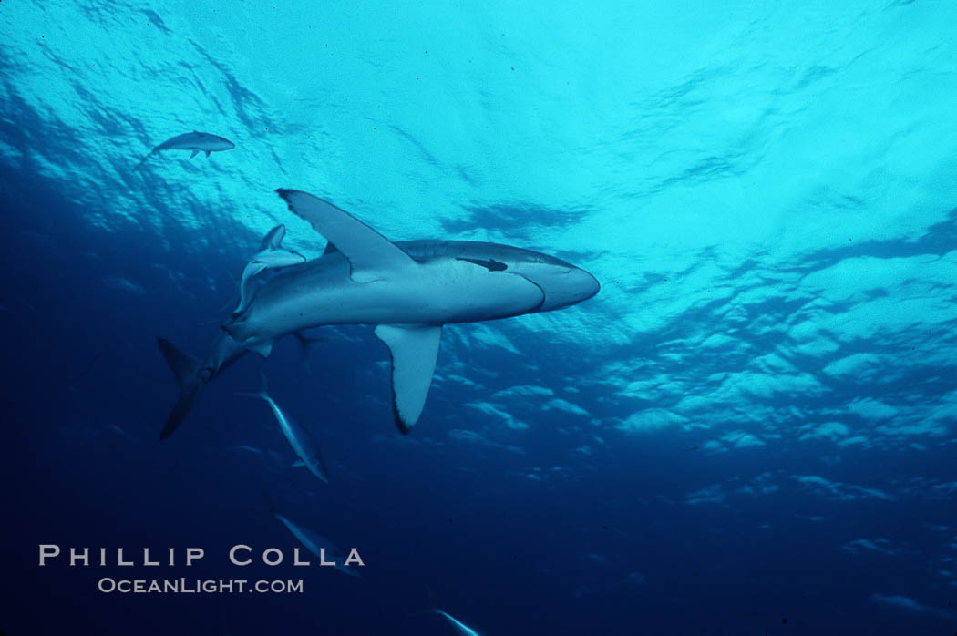 Silky shark. Cocos Island, Costa Rica, Carcharhinus falciformis, natural history stock photograph, photo id 05012