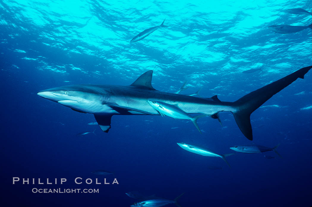 Silky shark. Cocos Island, Costa Rica, Carcharhinus falciformis, natural history stock photograph, photo id 01989