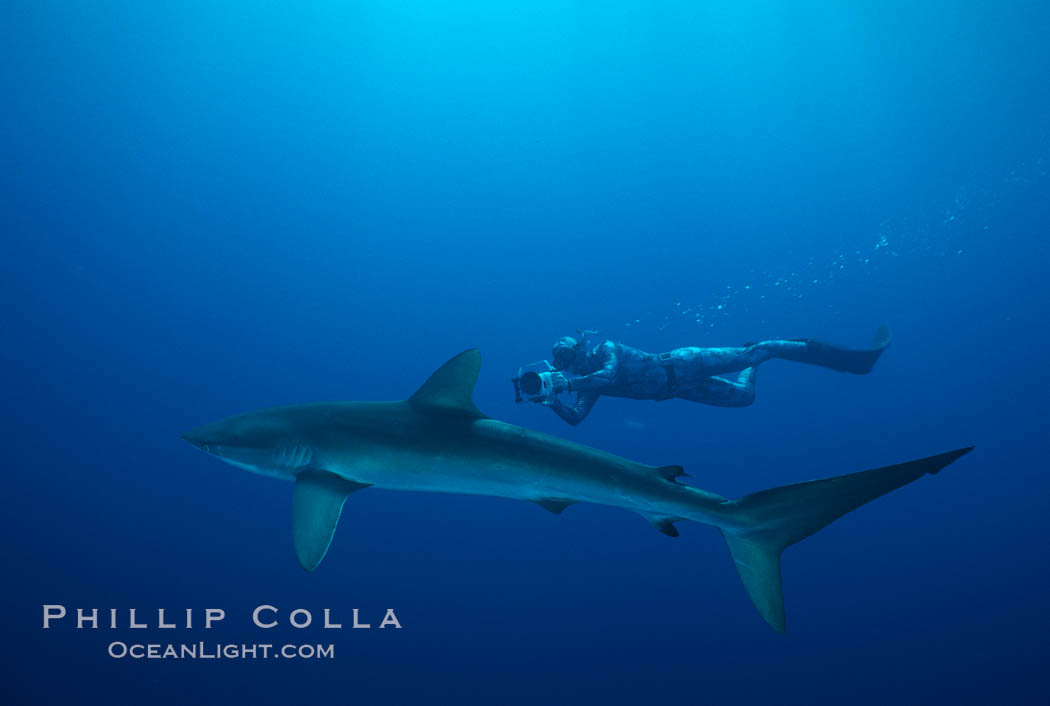 Silky shark and freediving videographer Harrison Skip Stubbs,Socorro Island (Revilligigedos). Socorro Island (Islas Revillagigedos), Baja California, Mexico, Carcharhinus falciformis, natural history stock photograph, photo id 03305